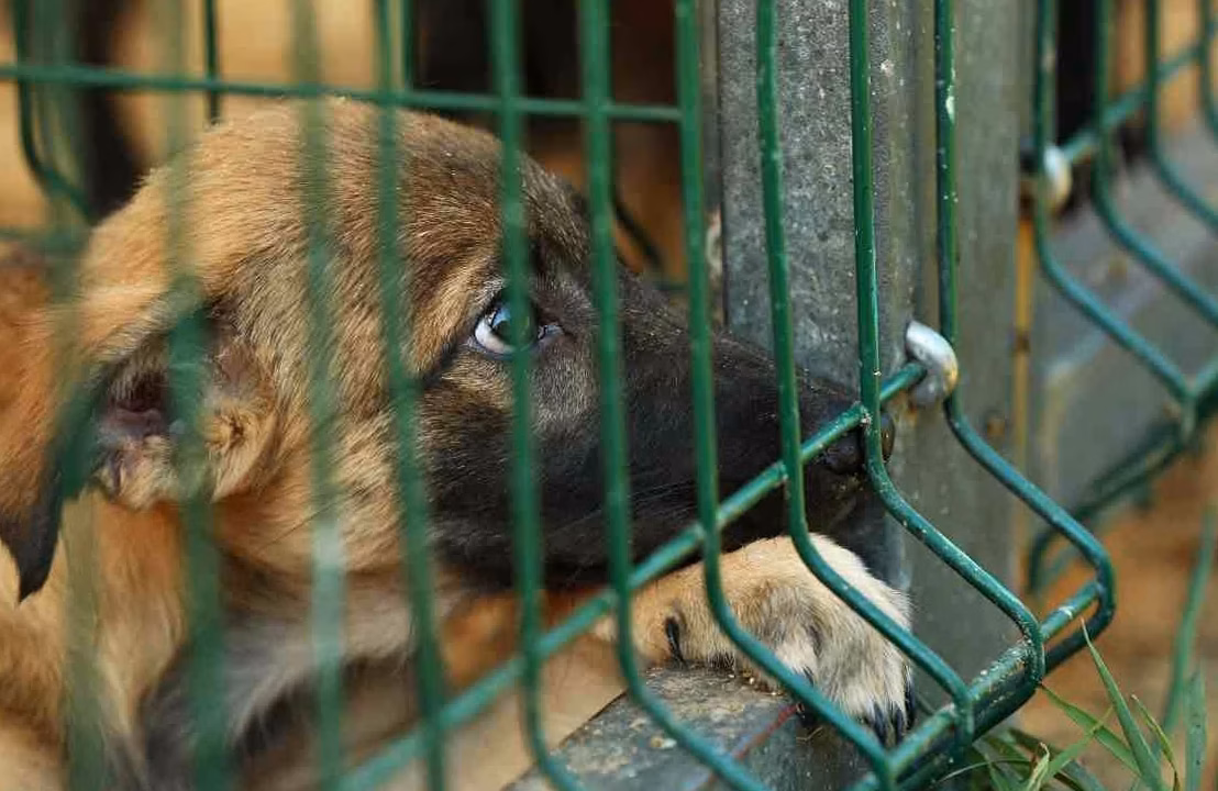 Pourquoi les produits cruelty-free coûtent-ils plus cher que les autres